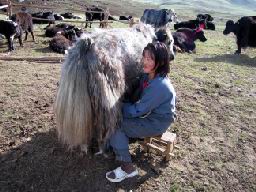 MONGOLIE traite d'un yack