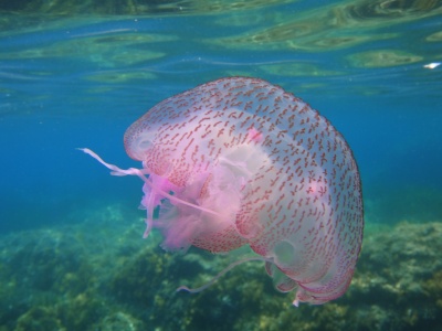 Mode sous-marin : Une jolie méduse prise à quelques centimètres