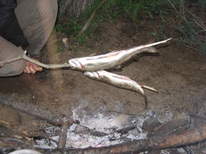 Bivouac en Mongolie, poissons fraîchement pêchés dans une rivière