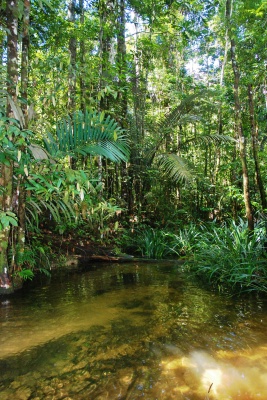 Crique (ruisseau d'eau pure) en Guyane française
