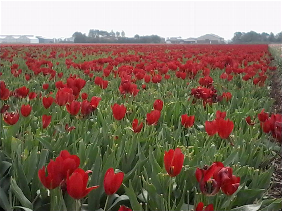 C'est plus vraiment la saison, mais je devais absolument boucler la trilogie hollandaise : moulin, gouda et tulipe