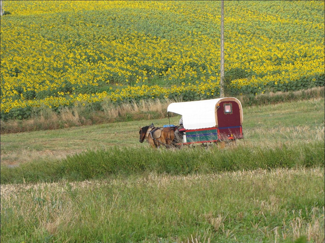 Couverture de 4 mois en roulotte avec une jument et un âne