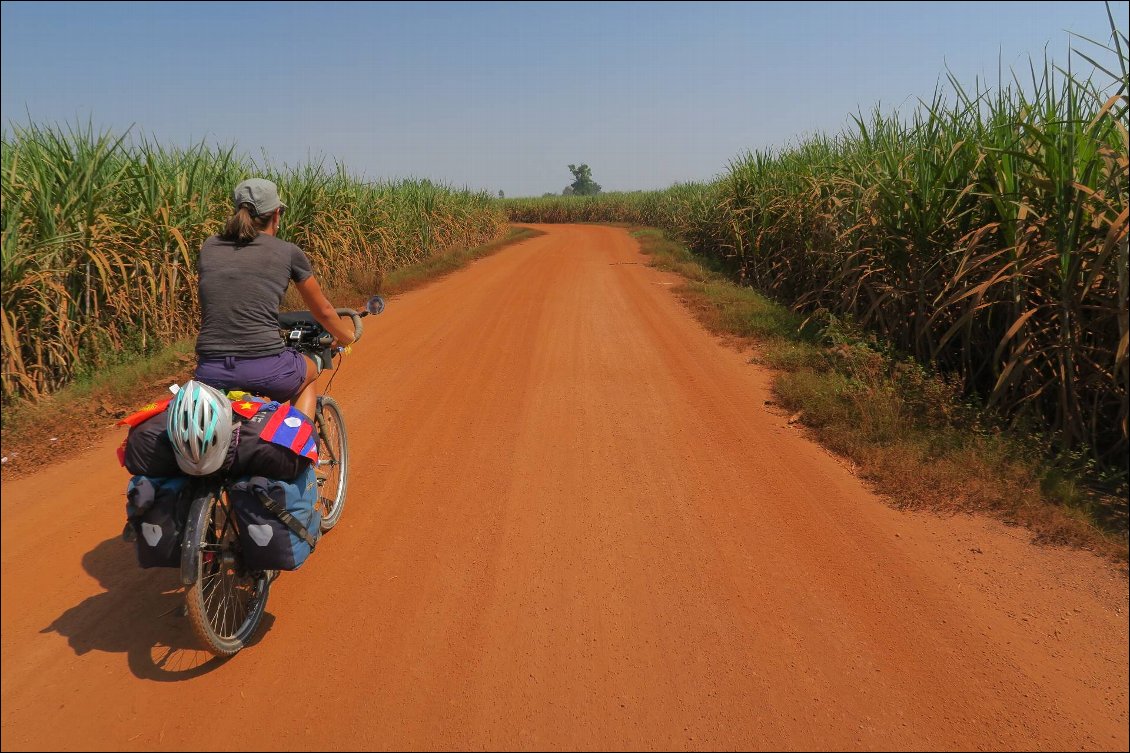 On arrive à Sukhothai par des sentiers perdus au milieu des plantations de canne à sucre. En ce moment, la récolte bat son plein.