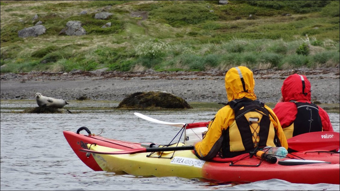 Lors d'une petite itinérance en kayak dans le Hornstrandir, nous observons les phoques, ou bien plutôt est-ce lui qui nous observe :-)
Photo : Johanna