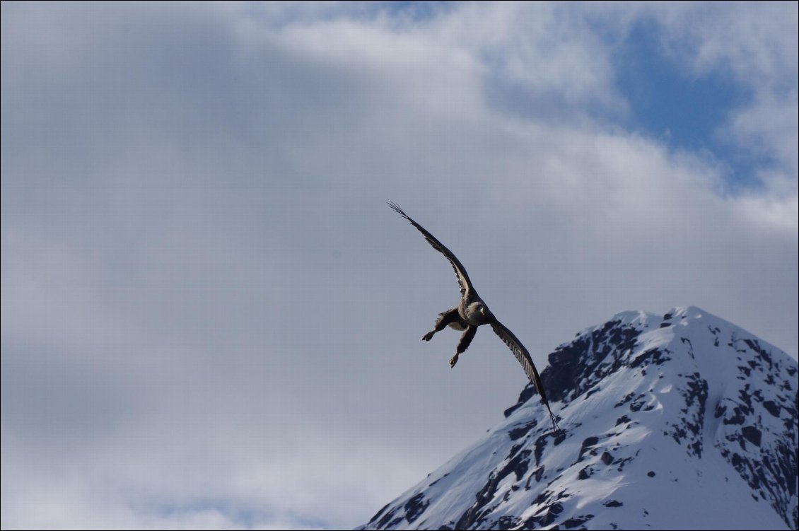 Aigle marin, lors d'un séjour d'une dizaine de jours de ski de rando et de rando en avril 2017 dans les Lofoten.
Photo : Joseph Gaudard
Voir son site Web