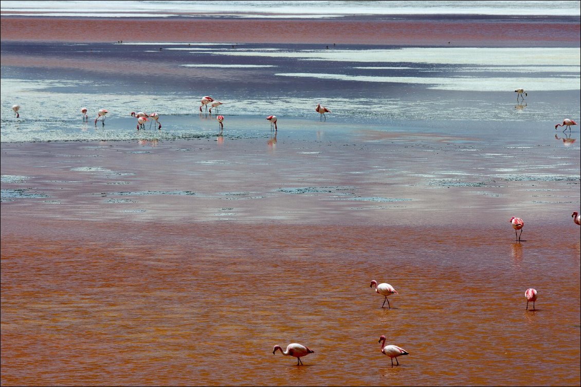 Flamants sur les lagunes du Sud Lipez
Photo Manu d'Adhémar