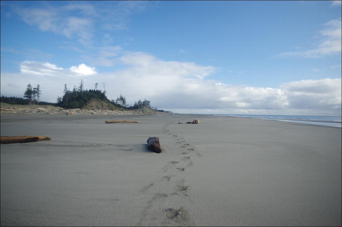 Couverture de East beach trail (Haida Gwaii)