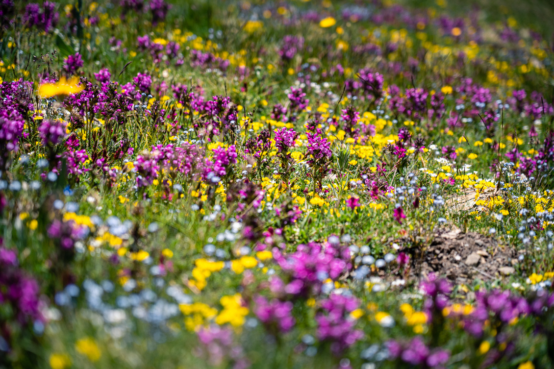 Tapis de fleurs au-dessus des sources du Verdon.
Photo : Anthony